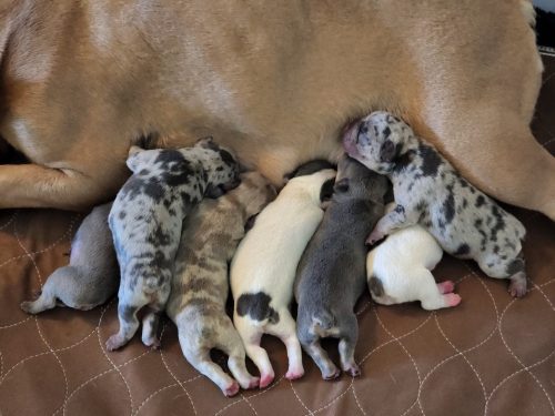 Color Conflict: A Change In Frenchie Coat Preference