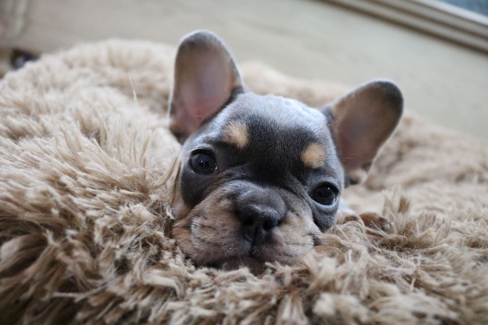 are french bulldog puppies expensive