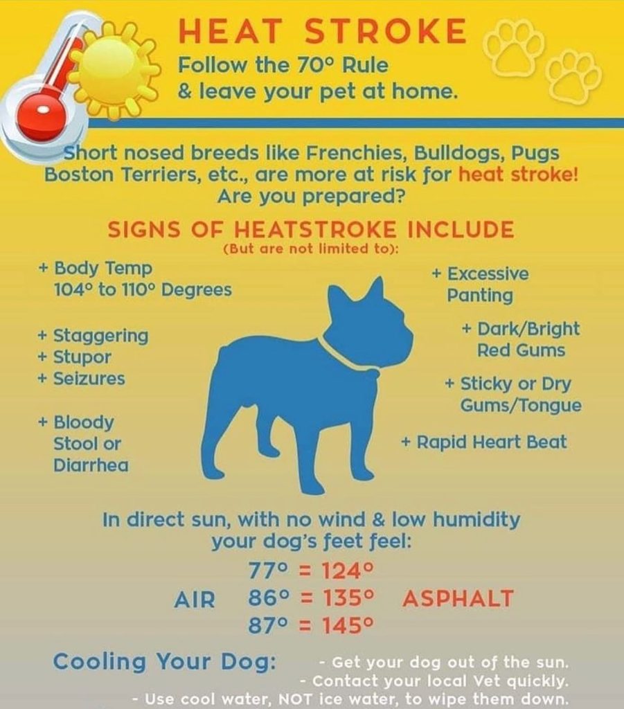 Beat the Heat: Keeping Your Frenchie Cool and Comfortable This Summer