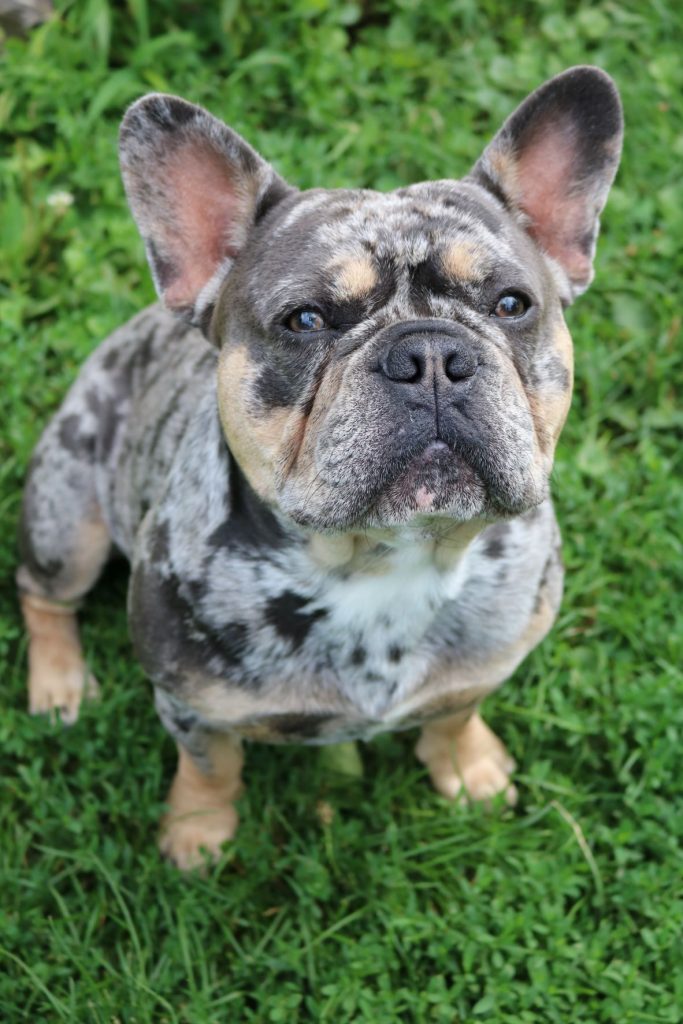 Blue tan merle french bulldog hotsell